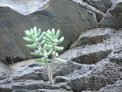 Sedum corynephyllum, photograph (c) Sandino Guerrero, some rights reserved (CC BY)