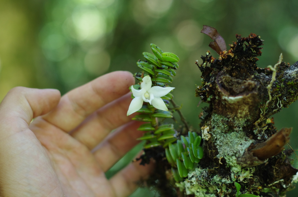 Angraecum oblongifolium Thouars