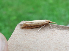 Donacaula melinellus