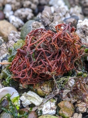 Sarcodiotheca