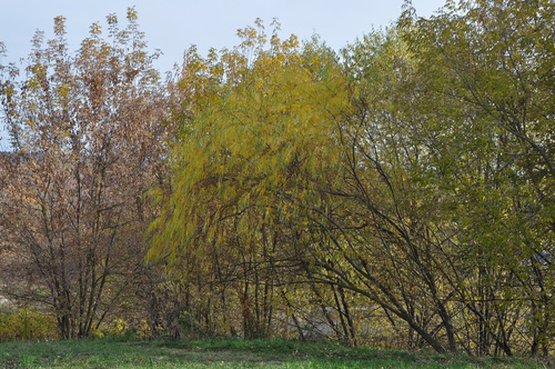 Salix schwerinii iNat (1)