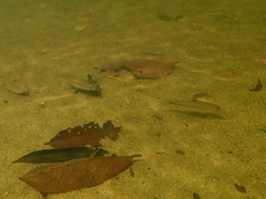 Characiformes