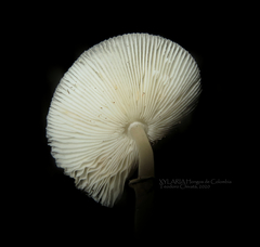 Marasmius berteroi