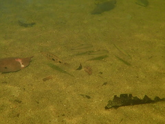 Characiformes