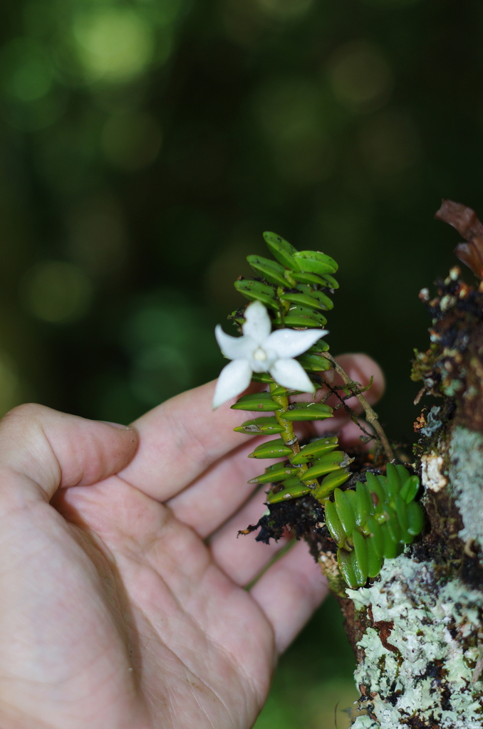 Angraecum oblongifolium Thouars 2