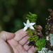 Angraecum oblongifolium - Photo (c) Vincent Porcher, some rights reserved (CC BY-NC), uploaded by Vincent Porcher