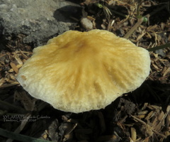 Agrocybe retigera
