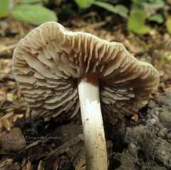 Agrocybe retigera