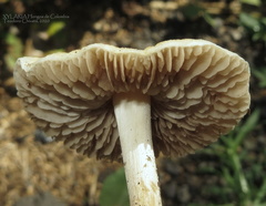 Agrocybe retigera