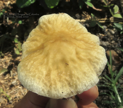 Agrocybe retigera