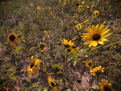 Helianthus