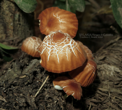 Marasmius berteroi