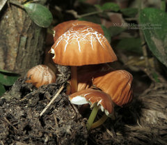 Marasmius berteroi