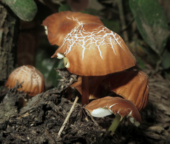 Marasmius berteroi