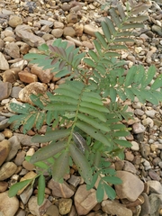 Pterocarya stenoptera