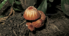 Marasmius berteroi
