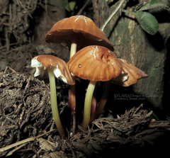 Marasmius berteroi