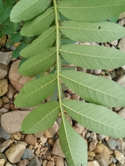 Pterocarya stenoptera