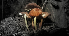Marasmius berteroi