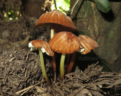Marasmius berteroi
