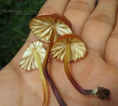 Marasmius berteroi