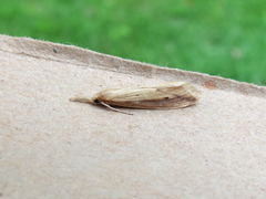 Donacaula melinellus