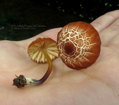 Marasmius berteroi