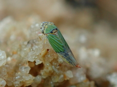 Bucephalogonia xanthophis