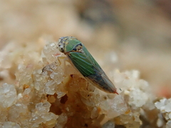 Bucephalogonia xanthophis