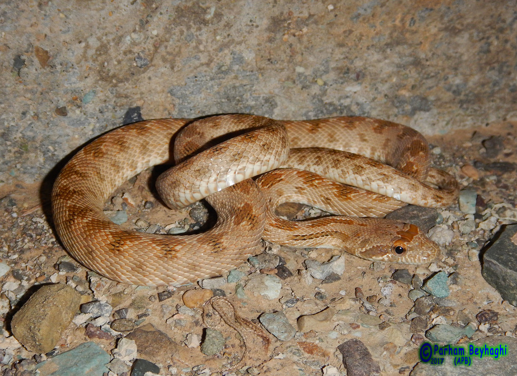 Diadem Snake