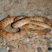 Serpiente de Diadema - Photo (c) Parham Beyhaghi, algunos derechos reservados (CC BY-NC), subido por Parham Beyhaghi