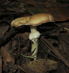 Stropharia