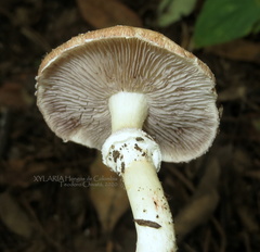Stropharia