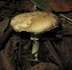 Stropharia