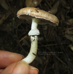 Stropharia