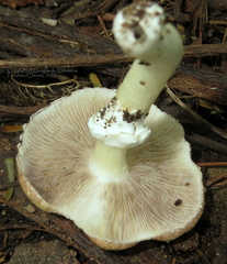 Stropharia