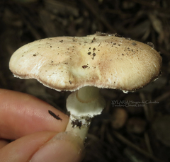 Stropharia