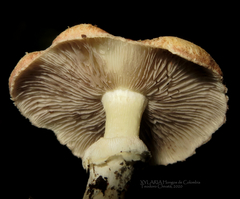 Stropharia