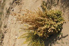 Atriplex hortensis