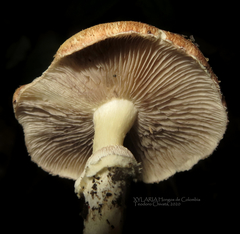 Stropharia