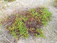 Rumex roseus