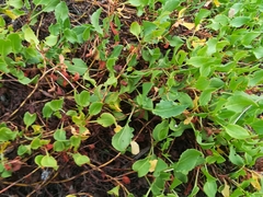 Rumex roseus