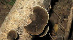 Hexagonia hydnoides