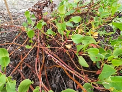 Rumex roseus