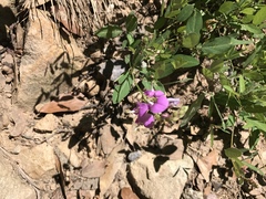 Desmodium batocaulon