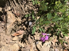 Desmodium batocaulon