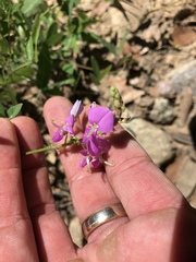 Desmodium batocaulon