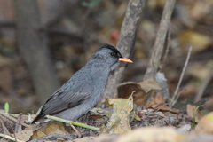 Hypsipetes madagascariensis