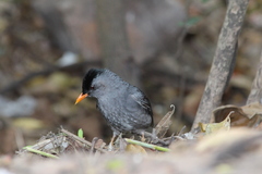 Hypsipetes madagascariensis