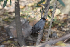 Hypsipetes madagascariensis